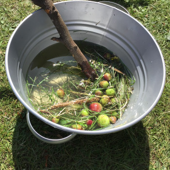 Apples in a bucket