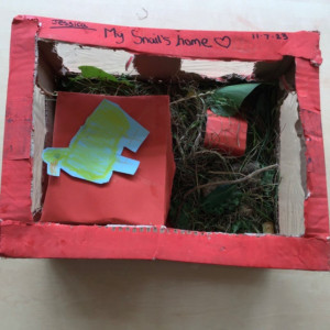 A snails home