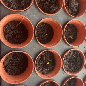 Plant pots