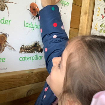 Looking at bugs