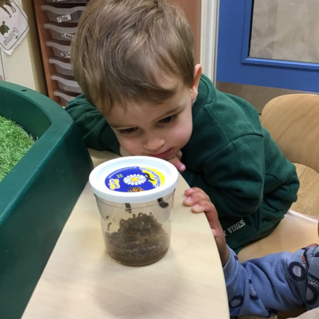 Child looking at caterpillars 