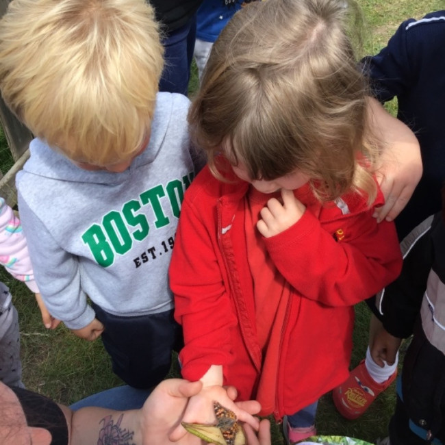 Looking at butterflies