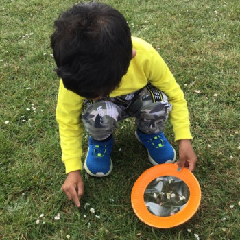 A child picking daisys